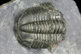 Detailed Gerastos Trilobite Fossil - Morocco #145764-1